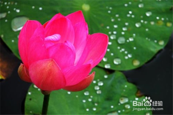 荷花应该怎么养