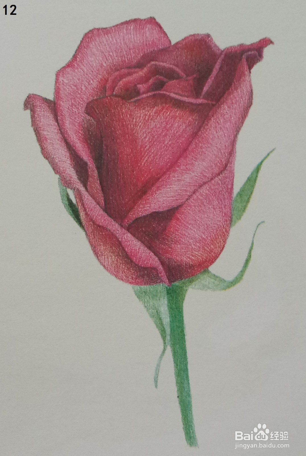 色铅笔画一朵红玫瑰(素描进阶)