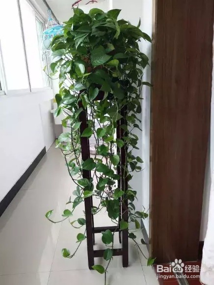 做好6件事,绿萝不死不伤,月季长寿花开满盆