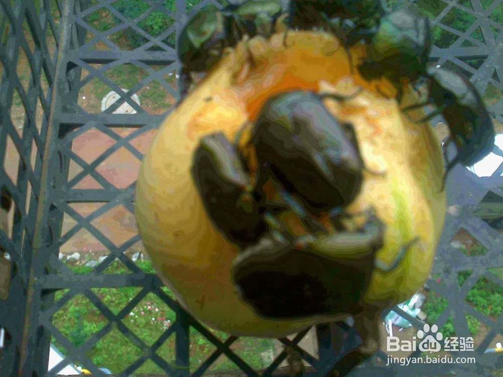 #智能# 老年人用相机捕捉甲克虫吃香瓜的画面