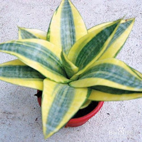 虎皮兰的养植注意事项