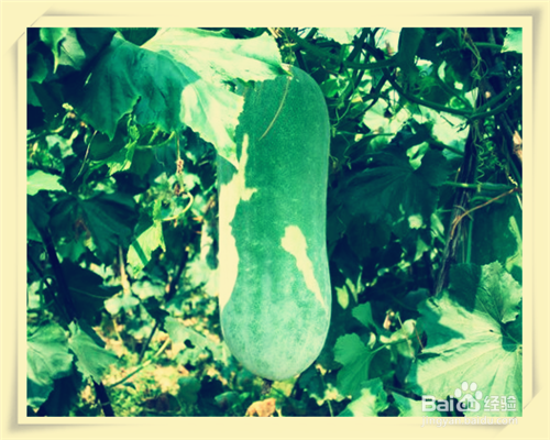 #清热解暑#夏天常吃的瓜果类