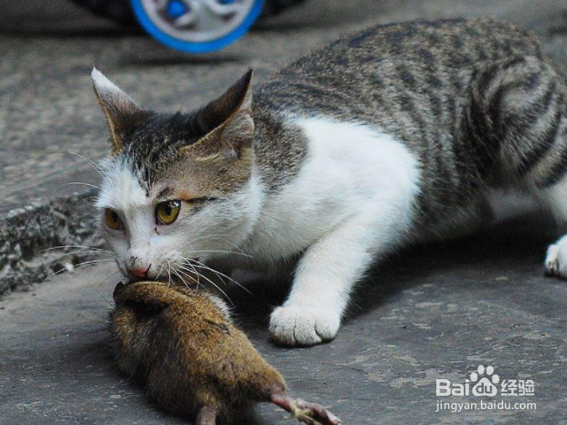 猫为什么抓老鼠（猫为什么抓老鼠?）