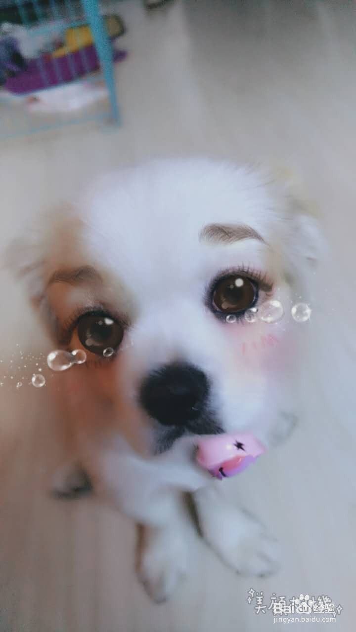 怎么用美颜相机给狗狗美颜？