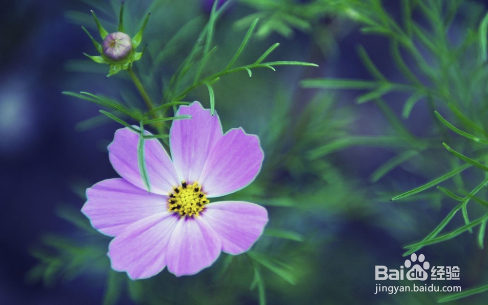 12星座如何应对七年之痒？有你要的答案