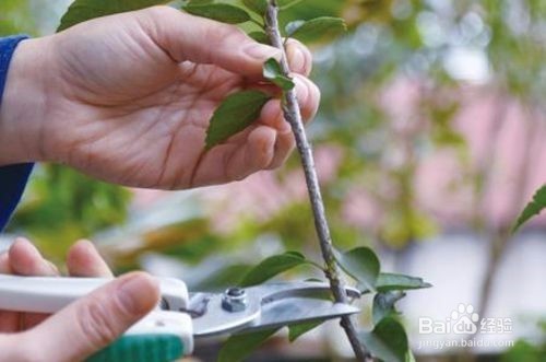 苹果树如何剪枝