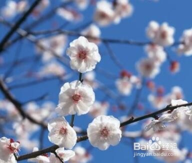 梅花扦插时间和方法