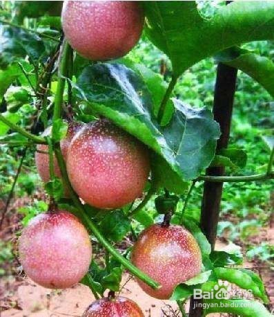 百香果的种植方法视频