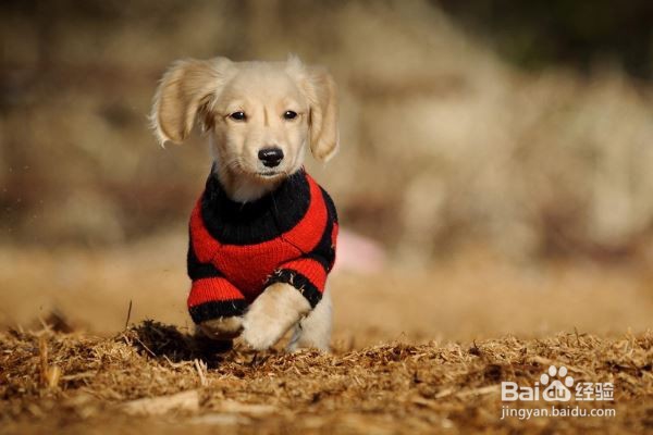 狗狗毛发干燥怎么办