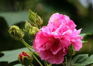 缓解烧烫伤的简易方