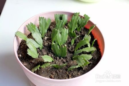 这花千万别花钱买，一片叶子能养十几盆，朋友看了都抢着要！