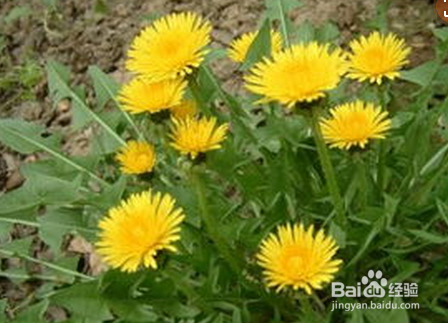 这3物泡水，降三高还减肥？