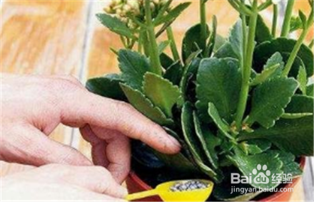夏季阳台花卉管理