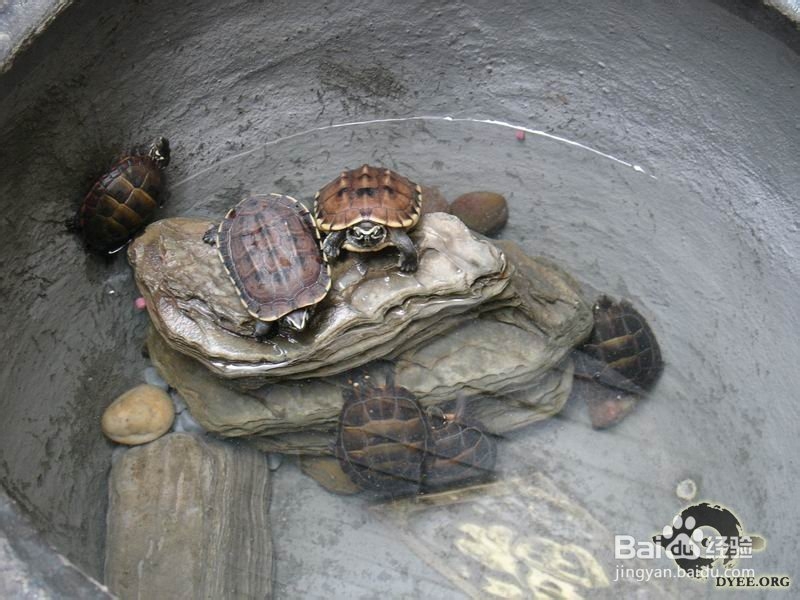 被乌龟咬住了手指怎么办