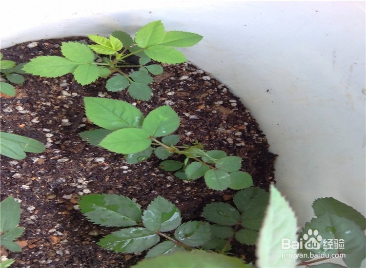 月季从播种到发芽、长叶、开花的全过程