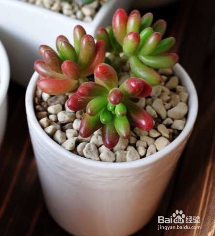 如何养好多肉