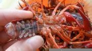 做小龙虾吃的注意事项