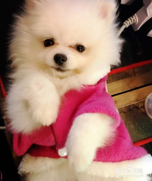 博美犬打喷嚏怎么办 建议让狗狗多喝水多休息