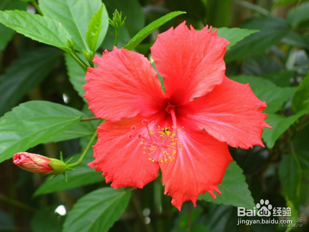 扶桑花的养殖方法hff