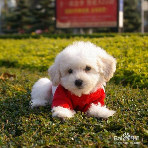 冬季幼犬该如何防寒保温 百度经验