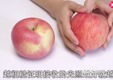 如何挑选苹果才会水分多又甜？
