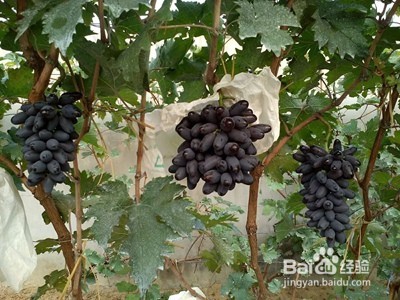 如何选择到甜葡萄