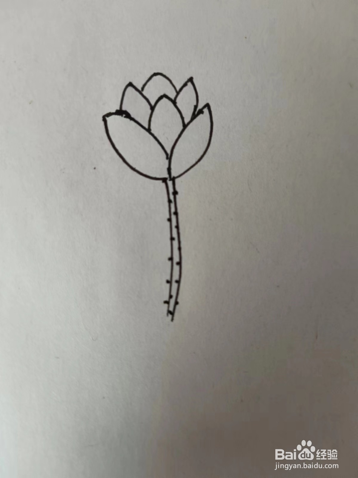 画荷花的简笔画