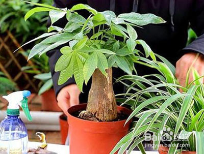 发财树夏天黄叶怎么办