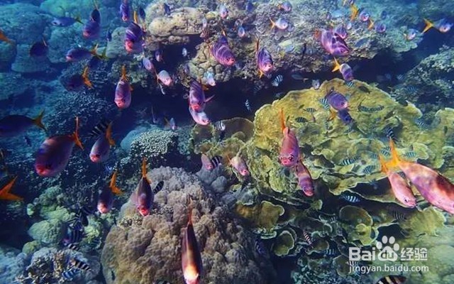 十一免签的高性价比海岛——帕劳旅游攻略