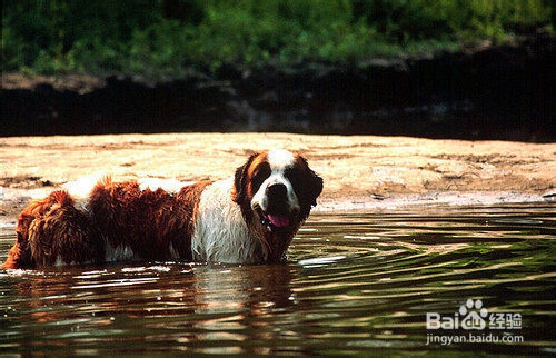 圣伯纳犬日常如何养护