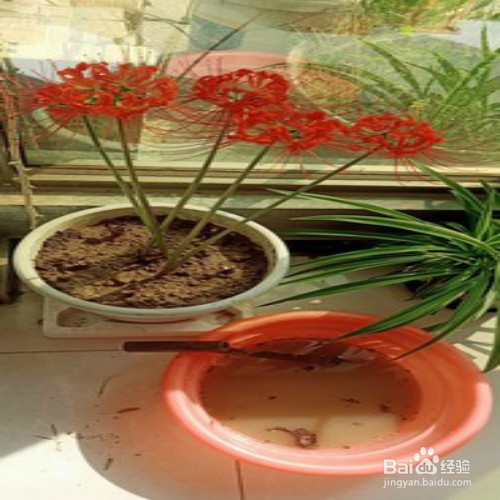 如何养好彼岸花