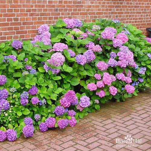 防止绣球花根腐病的方法有哪些?