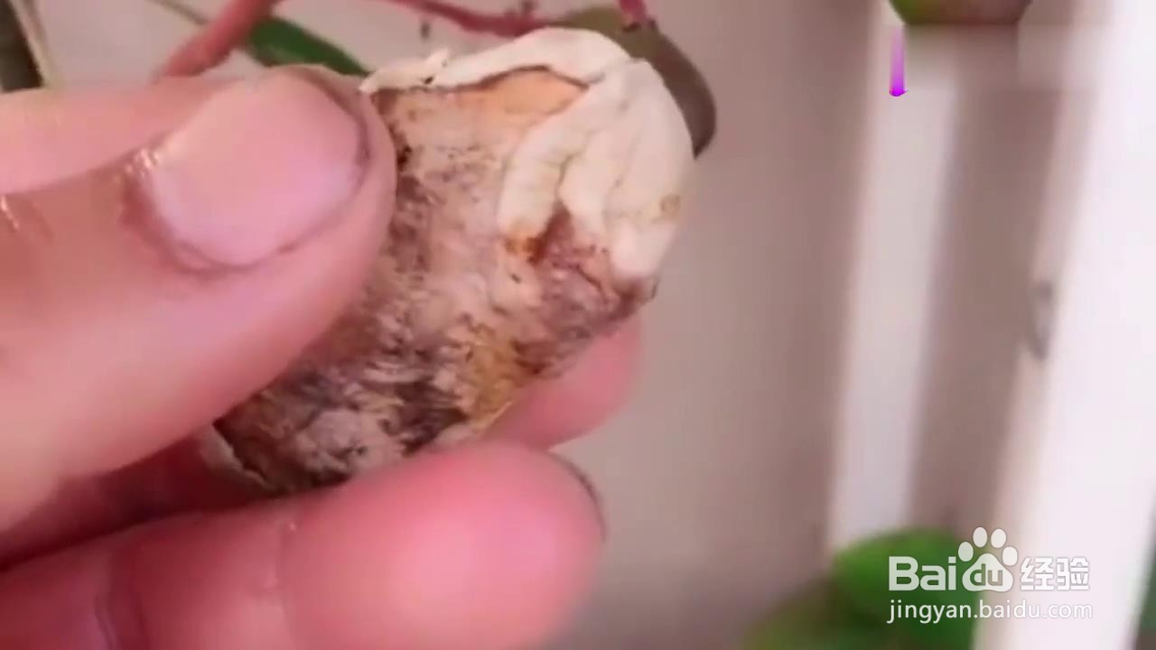 如何用芒果核种出盆栽？