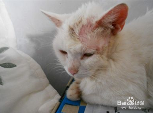 猫长猫藓怎么办