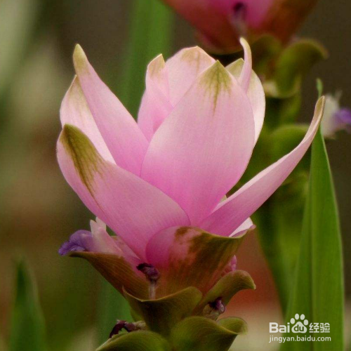 怎么养姜荷花