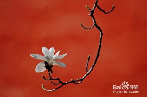 北京春天：赏花好去处