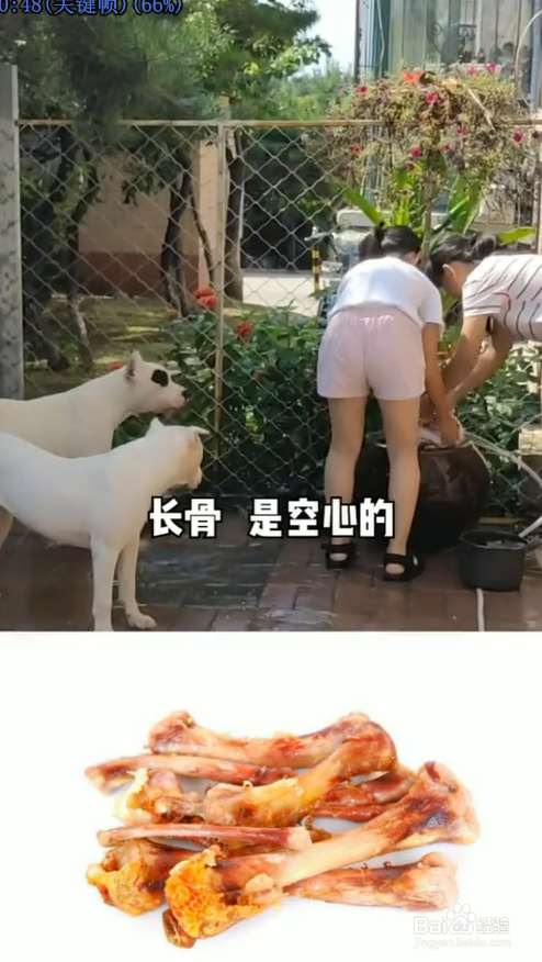 有哪些食物是狗狗不能吃的