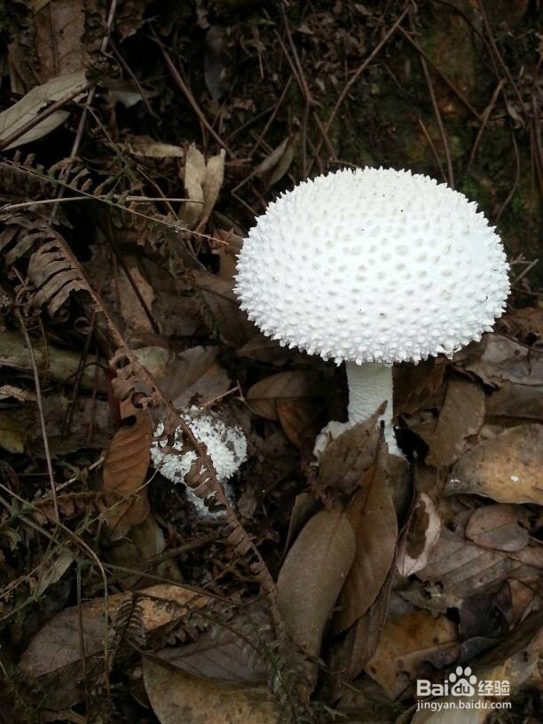 如何鉴别蘑菇有毒