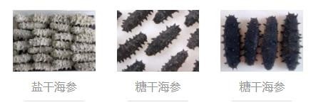 如何辨别海参的好坏