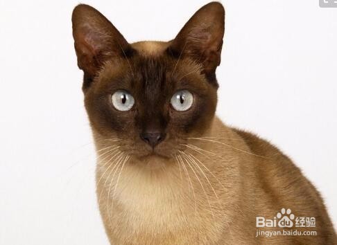 喜欢养猫怎么赚钱