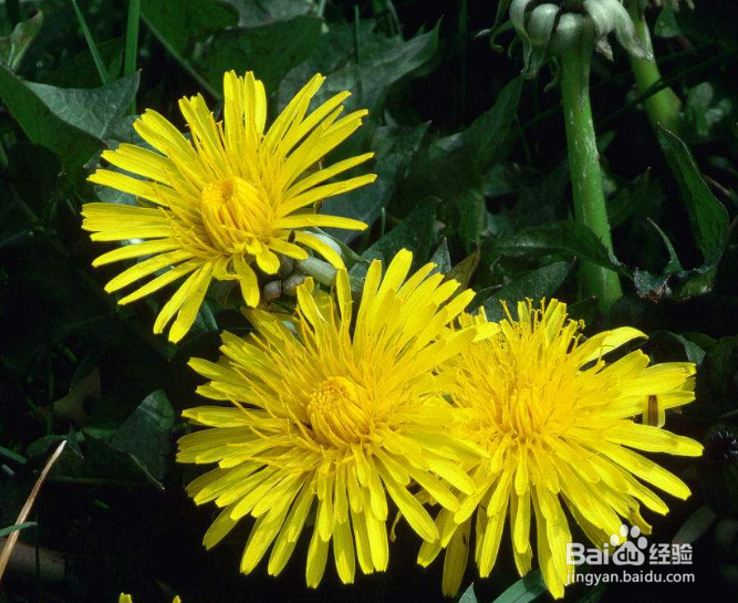 千万别再挖蒲公英了！你想不到的在这里！