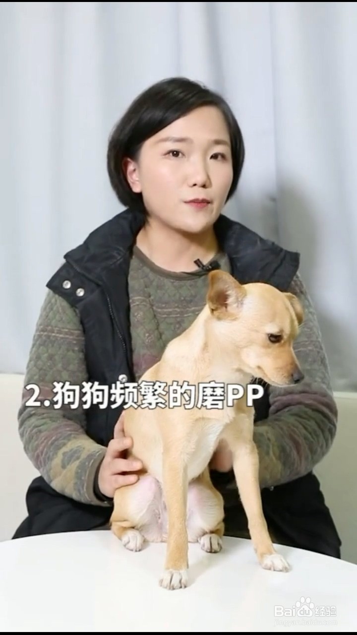 如何判断解读狗狗的反常行为