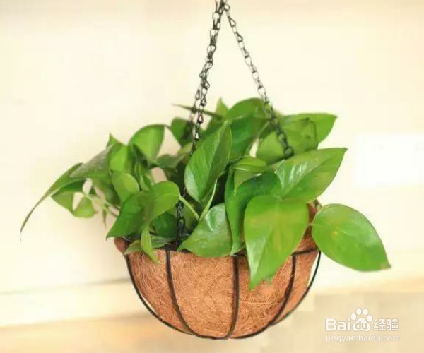 刚装修的房子怎么有效地除甲醛