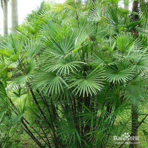 棕竹叶子发黄怎么办