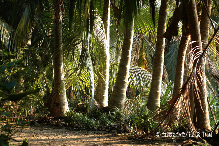 椰皇的营养价值与功效