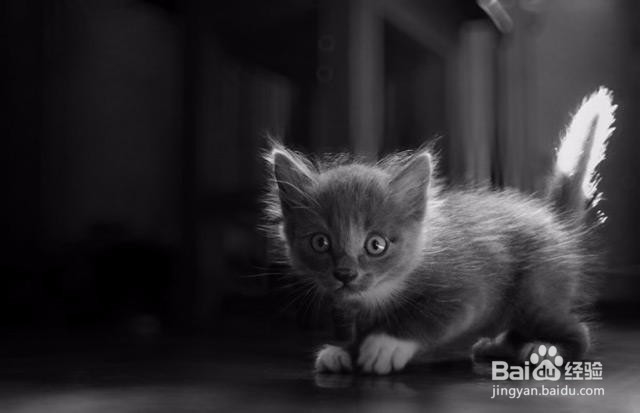 虚化与黑白，手机摄影技巧解读