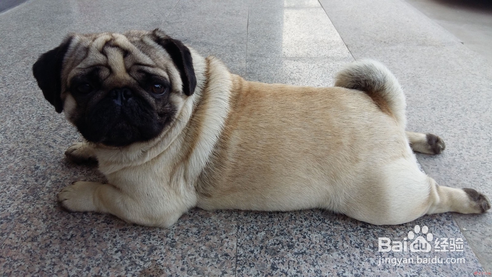 如何快速区分巴哥 和斗牛