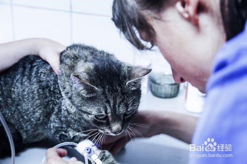 猫咪在手术前需要准备什么