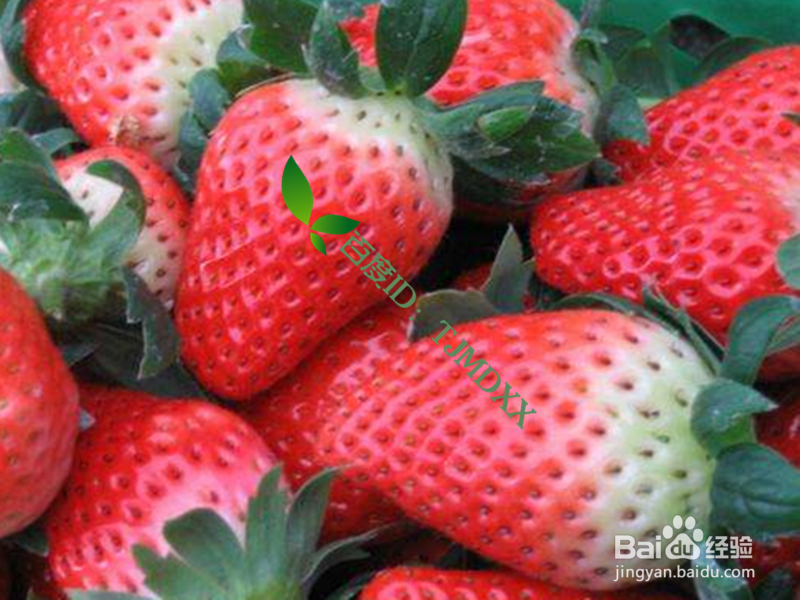 怎么挑选安全的草莓及正确清洗方法