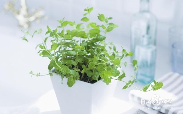 在家养这几种植物，都能省去一笔买药的钱！